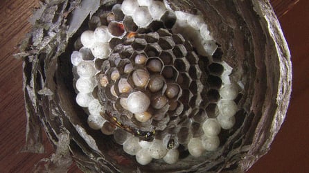 (C) R. Jähne: Nest der Gemeinen Wespe mit Larven