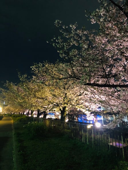 2021夜桜_大阪