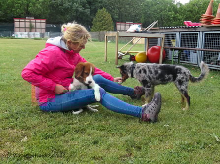 Wiener Hundeschule - Hundekurse