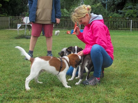 Wiener Hundeschule - Hundekurse