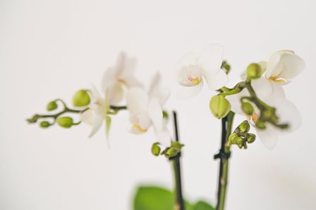 Praxis für Naturheilkunde Moni Näf in Muri, Freiamt