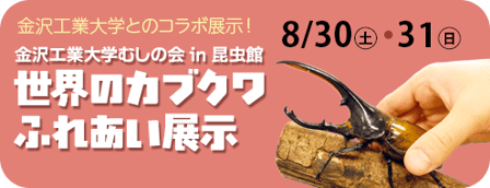 金沢工業大学コラボ「世界のカブクワふれあい展示」