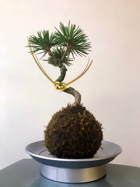 苔玉のある暮らし