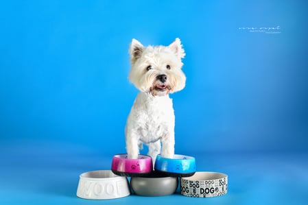 Hundeernährungsberatung by Saskia Riße