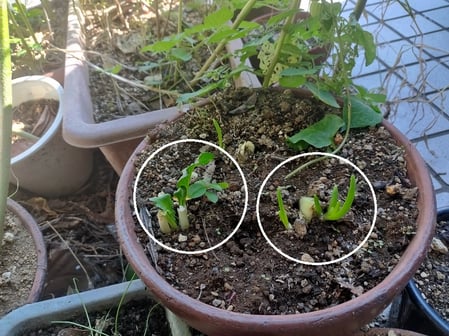 植木鉢で育てる