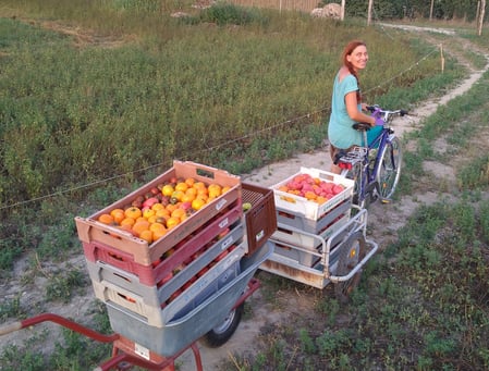 Reiche Ernte der Paradeiser 