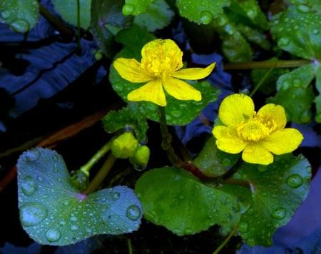 Sumpfdotterblume an unserem Gartenteich