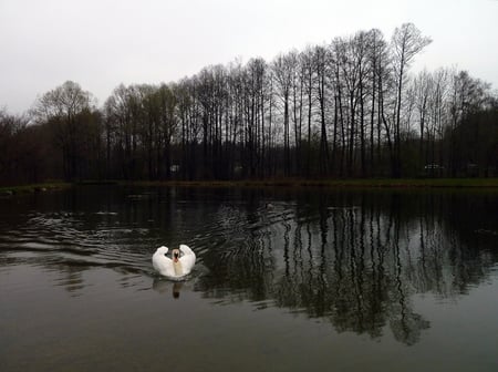Gefährlich, gefährlich... der Schwan verteidigt sein Revier!