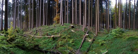 Panorama der Keltenschanze im Laufzorner Holz (gut zu erkennen ist der Graben vor dem Wall)
