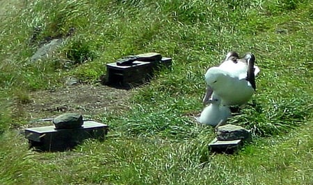 Dunedin, Otago Peninsula, Taiaroa Head, Königsalbatrosse