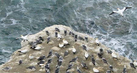 Muriwai Gannet Colony (Basstölpel-Kolonie)