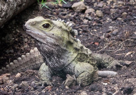 Invercargill, Tuatara