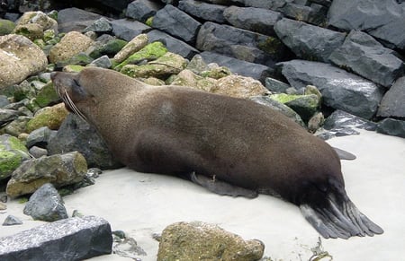 Dunedin, Otago Peninsula, Taiaroa Head, Seebär