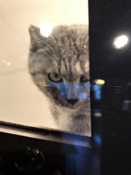 やはり気になるにゃんこの写真。不信感に満ちた目、良い表情ですちゃ。