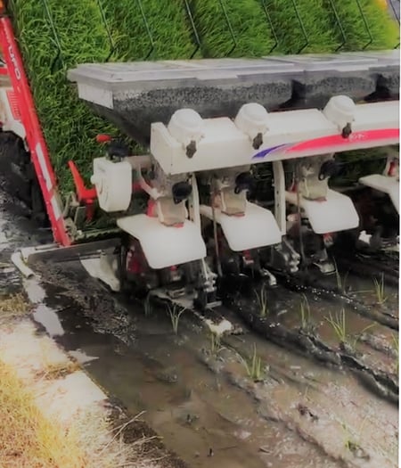 動画から画像切り取るとちょっと荒くなりました。田植えで腰痛、これが米処の宿命ですちゃ。