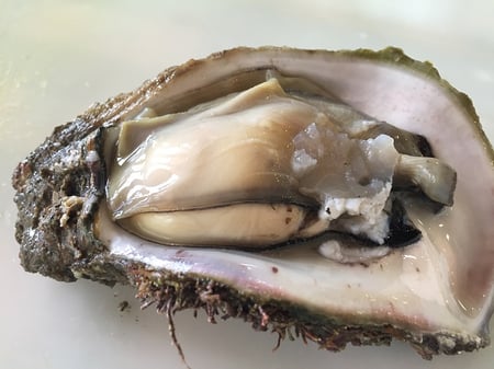 身はどっしりした食べ応え。貝柱の部分も旨いちゃ。