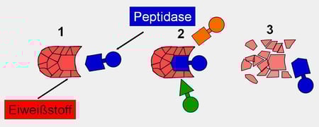 Bildlegende: Ort der Handlung ist der Zwölffingerdarm