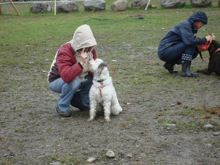 In der Hundeschule höre ich immer gut zu was Frauchen sagt