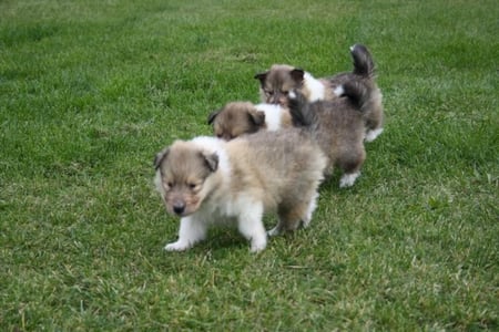 Vorn Ghalib Gatimu of little Queenslandn