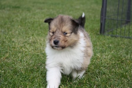 Georgina Gloria of little Queensland