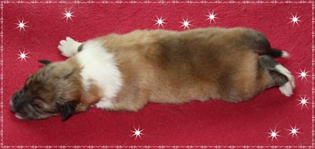 Rüde 5 Geburtsgewicht 376 g