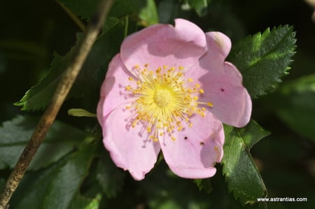 Rosa carolina-Rosa carolina var. glandulosa - Rosa carolina var.grandiflora - Rosa carolina var. obovata - Rosa serrulata - Rosa subserrulata - Rosa texarkana - Wildrosen-Heckensträucher - Wildrose