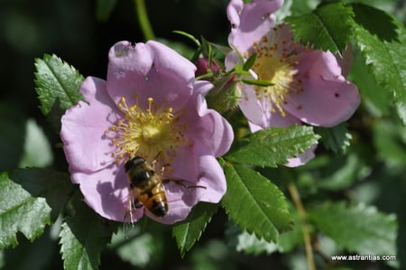 Rosa carolina-Rosa carolina var. glandulosa-Rosa carolina var.grandiflora - Rosa carolina var. obovata - Rosa serrulata - Rosa subserrulata - Rosa texarkana - Wildrosen-Heckensträucher-Wildrose
