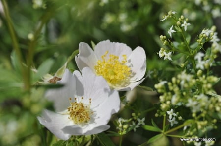 Rosa tomentosa - Filz-Rose - Rosier tomenteux - Rosa tomentosa - Wildrosen - Wildsträucher - Heckensträucher - Artenvielfalt - Ökologie - Biodiversität - Wildrose