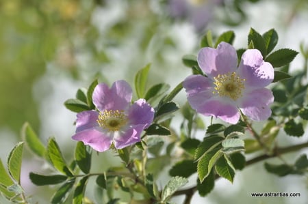 Rosa sherardii - Rosa omissa - Samt-Rose - Sherards-Rose - Rosier de Sherard - Rosa di Sherard - Wildrosen - Wildsträucher - Heckensträucher - Artenvielfalt - Ökologie - Biodiversität - Wildrose