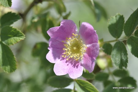 Rosa sherardii - Rosa omissa - Samt-Rose - Sherards-Rose - Rosier de Sherard - Rosa di Sherard - Wildrosen - Wildsträucher - Heckensträucher - Artenvielfalt - Ökologie - Biodiversität - Wildrose