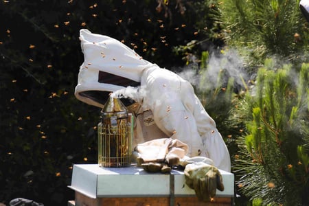 Apiculteur de Nouvelle-Zélande qui récolte du MIel de Manuka pour Puri New Zealand dans l'île nord de Nouvelle-Zélande vers Greytown