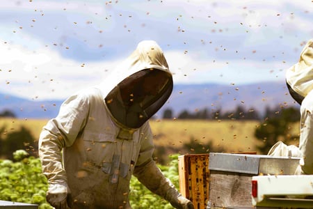 Apiculteur de Nouvelle-Zélande dans la région de Central Otago qui récolte du Miel de Thym de Nouvelle-Zélande pour Puri New Zealand