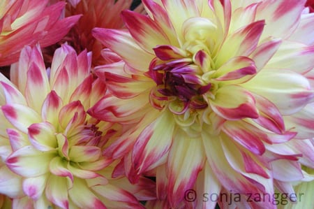 Sonja Zangger, Zürich