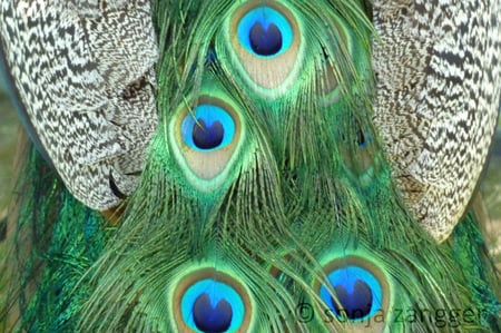 sonja zangger, zürich