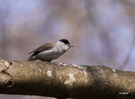 Fauvette à tête noire, Sylvia atricapilla (source : INPN)