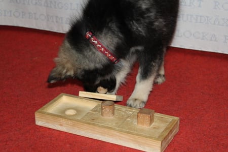 Lapinkoira Rilla mit Holzspiel