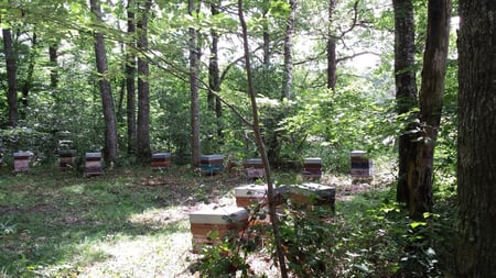 ©Collectif Grand Albert