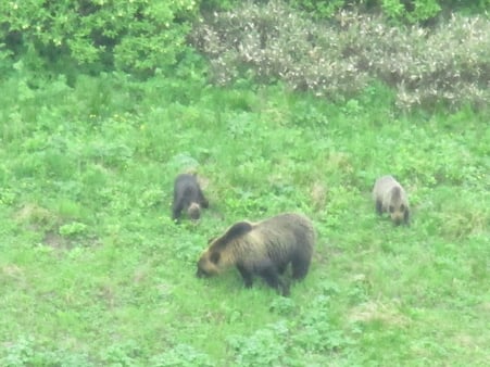 ヒグマ目撃