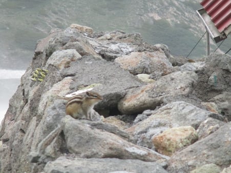 エゾリスはでかい