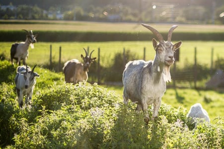 Ziegen stehen auf grünem Hügel und schauen neugierig