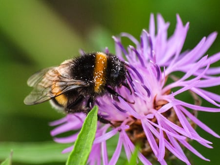 Foto: Erdhummel, Katy Büscher, NABU-Rinteln