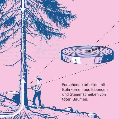 Ausschnitt aus der Infografik: Entnahme einer Holzprobe an einer Lärche © Michael Stünzi