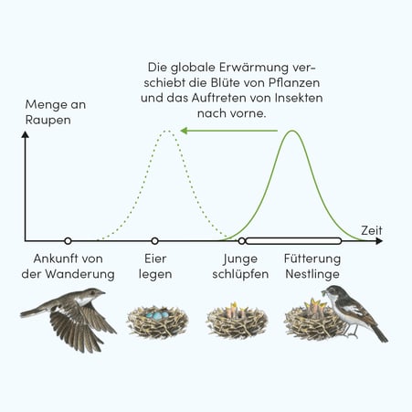 Infografik zum Brutgeschehen beim Trauerschnäpper © Michael Stünzi
