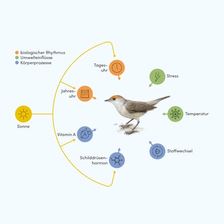 Grafik zum Einfluss verschiedener Faktoren auf den Zeitpunkt des Vogelzugs © Michael Stünzi