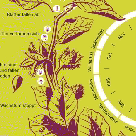 Ausschnitt aus der Infografik: der Jahreszyklus der Rotbuche © Michael Stünzi