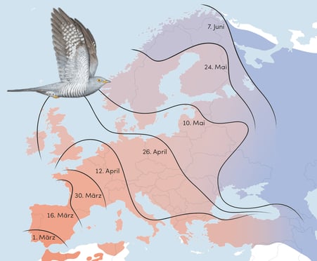 Europakarte zur Rückkehr des Kuckucks (Cuculus canorus) © Michael Stünzi