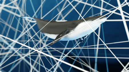 Unterwasserlärm, ein Buckelwal im Lärm (Ausschnitt aus dem Film) © Michael Stünzi