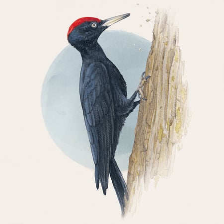 Wissenschaftliche Illustration von einem Schwarzspecht © Michael Stünzi