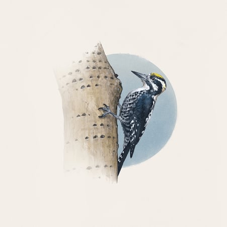 Wissenschaftliche Zeichnung von einem Dreizehenspecht © Michael Stünzi