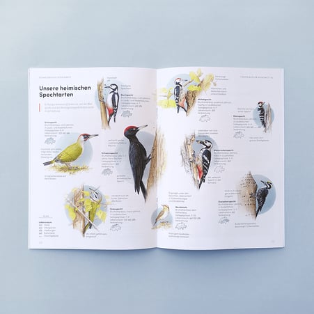 Doppelseite des Magazins mit den neun heimischen Spechtarten © Michael Stünzi